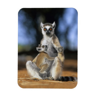 Ímã Lêmure-de-cauda-anelada, (Lemur catta), Mãe e