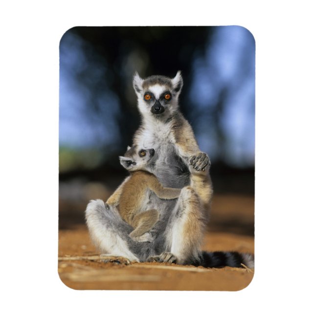 Ímã Lêmure-de-cauda-anelada, (Lemur catta), Mãe e (Vertical)