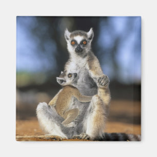 Imã Lêmure-de-cauda-anelada, (Lemur catta), Mãe e