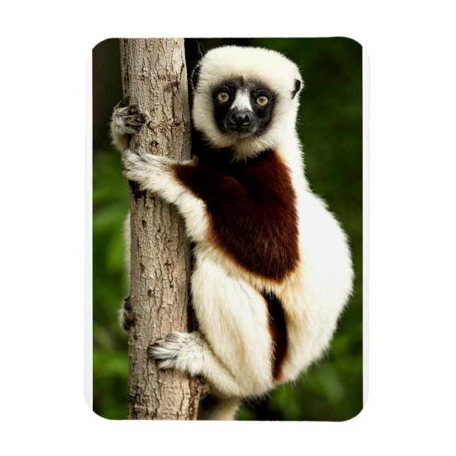 Ímã Lêmure Sifaka na Floresta de Madagascar (Vertical)