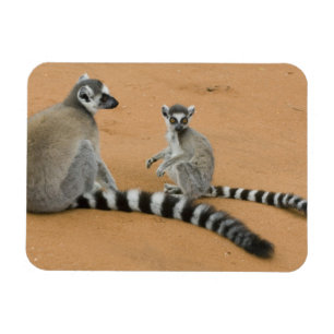 Ímã Lêmures-de-cauda-anelada, (Lemur catta), Berenty