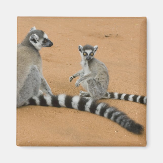 Imã Lêmures-de-cauda-anelada, (Lemur catta), Berenty (Frente)