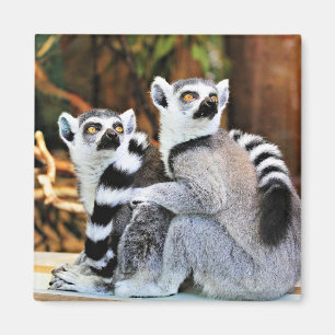 Imã Lemurs adoráveis