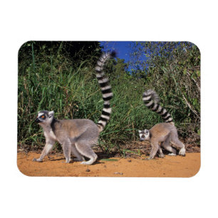 Ímã Lemurs Anel-Atados (Lemur Catta), Berenty
