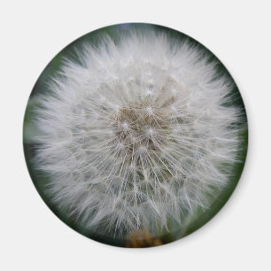 Imã Lendo Lâmpada de Flor Dandelion