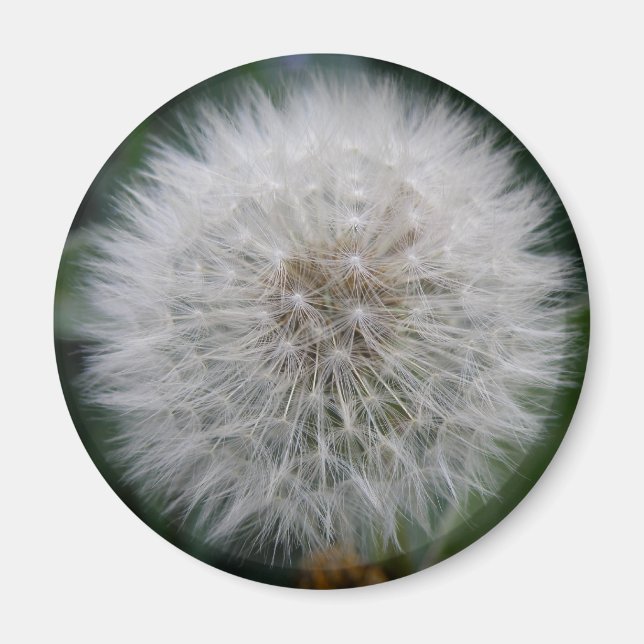 Imã Lendo Lâmpada de Flor Dandelion (Frente)