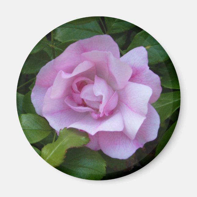 Imã Lente rosa pálido (Frente)