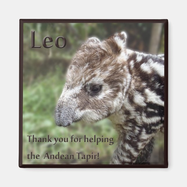 Imã Leo, o Andean Tapir (Frente)