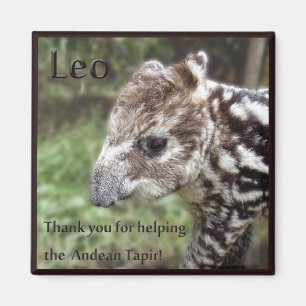 Imã Leo o Tapir andino