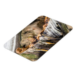 Ímã Leões Do Mar Deitados Nas Rochas