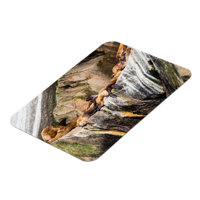 Ímã Leões Do Mar Deitados Nas Rochas (Left Side)