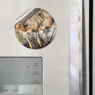 Imã Leões Do Mar Deitados Nas Rochas