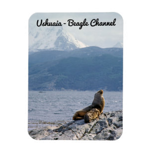 Ímã Leões marinhos no canal de beagle - Argentina
