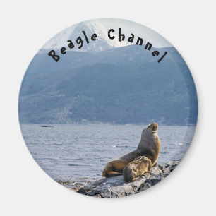 Imã Leões marinhos no canal de beagle - Argentina