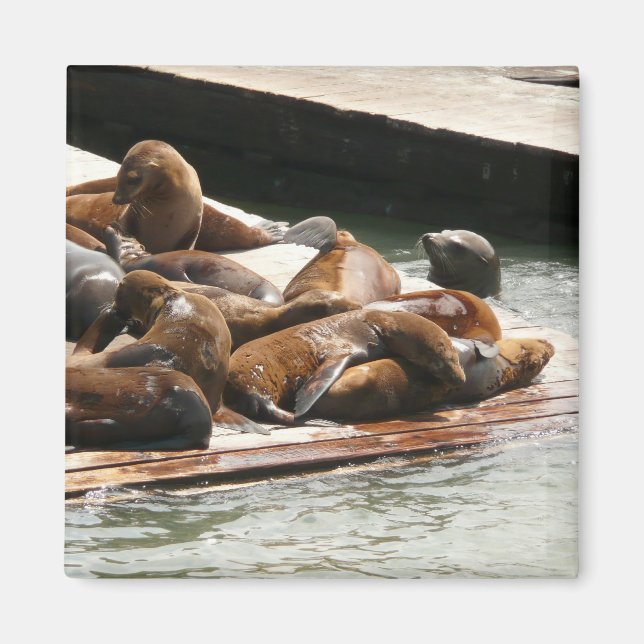 Imã Leões Marinhos Tomando Sol em São Francisco (Frente)