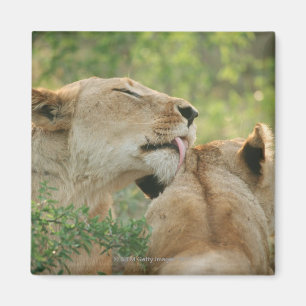 Imã Leões, Panthera leo que prepara, África do Sul