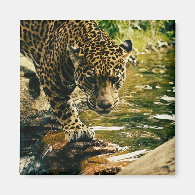 Imã Leopard Crossing a Stream Photograph (Frente)