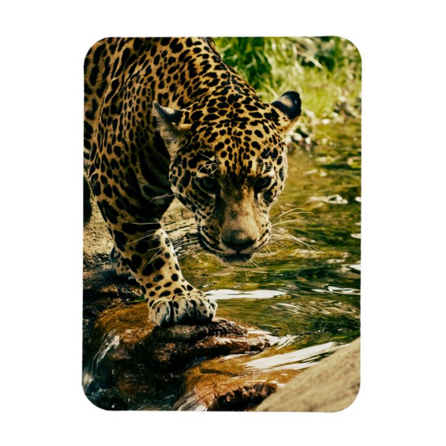 Ímã Leopard Cruzando uma Fotografia de Fluxo (Vertical)
