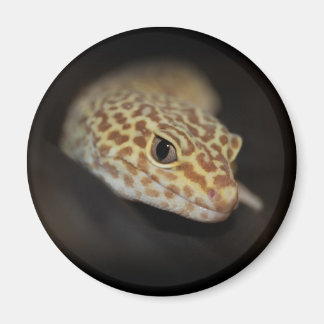 Imã Leopard Gecko Magnet