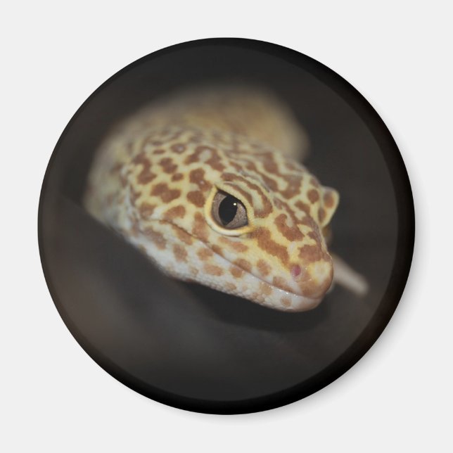 Imã Leopard Gecko Magnet (Frente)