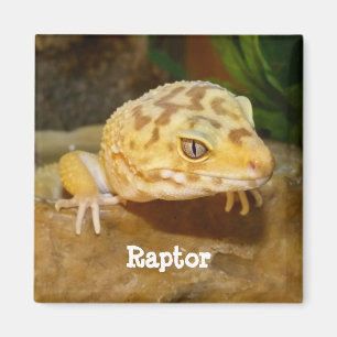 Imã Leopard Personalizado Gecko Lizard