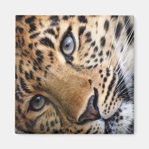 Imã Leopardo