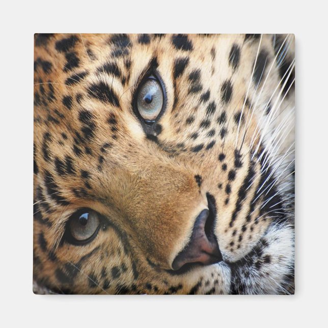 Imã Leopardo (Frente)