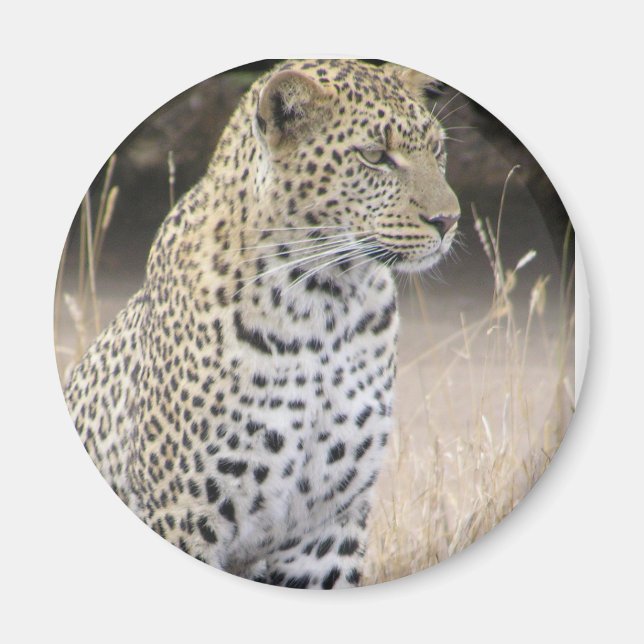 Imã leopardo (Frente)