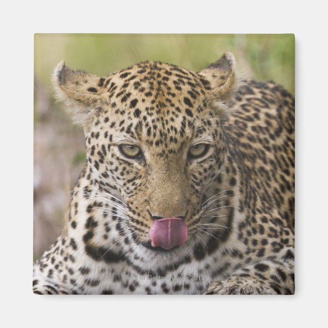 Imã Leopardo (Frente)
