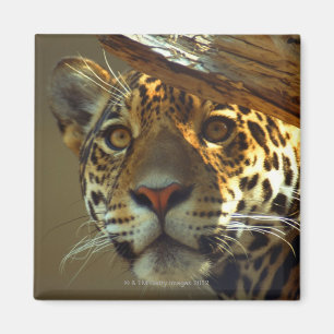 Imã leopardo 2