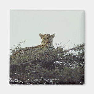 Imã Leopardo africano