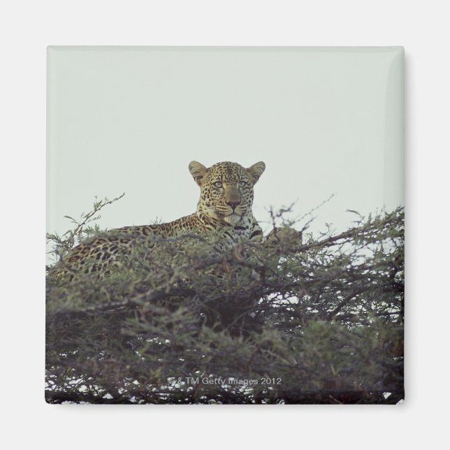 Imã leopardo africano (Frente)
