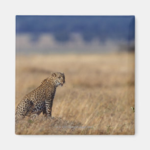 Imã Leopardo africano nas pastagem, Kenya, África