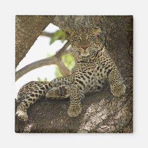 Imã Leopardo Africano, Panthera pardus