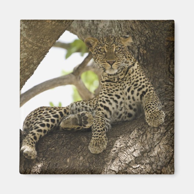 Imã Leopardo Africano, Panthera pardus (Frente)