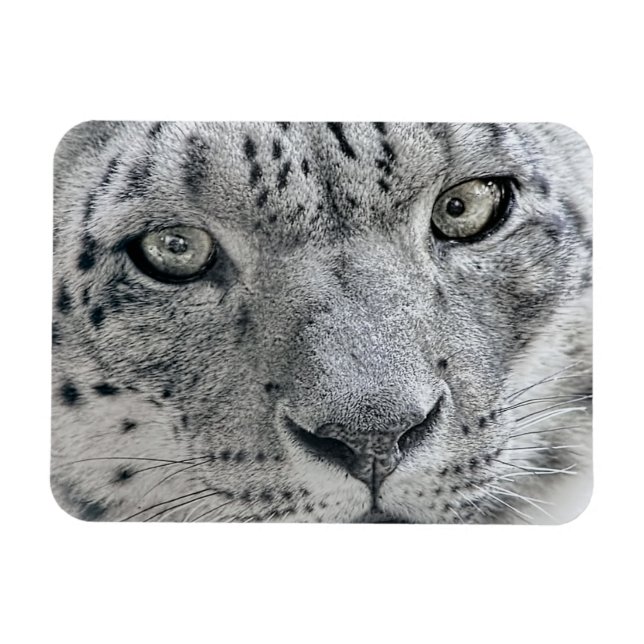 Ímã Leopardo branco exótico (Horizontal)