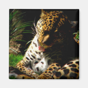 Imã Leopardo da Baía