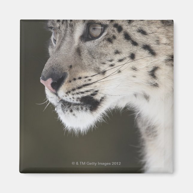 Imã Leopardo-da-neve (Declaração da Uência) (Frente)