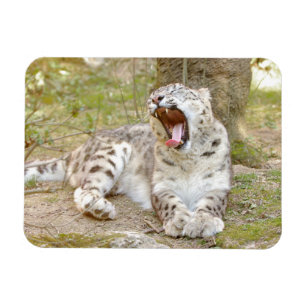 Ímã Leopardo-da-neve do gato fotográfico flexível e
