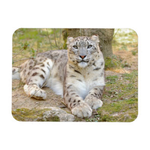 Ímã Leopardo-da-neve do gato fotográfico flexível e 