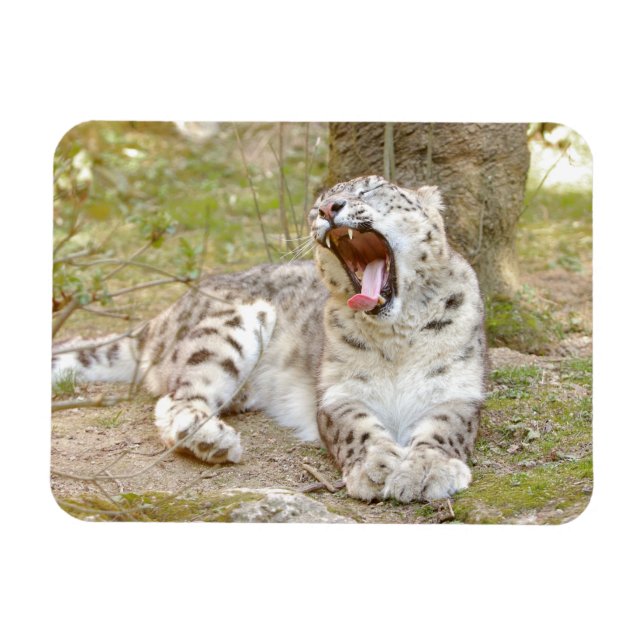 Ímã Leopardo-da-neve do gato fotográfico flexível e ma (Horizontal)
