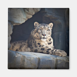 Imã Leopardo de neve