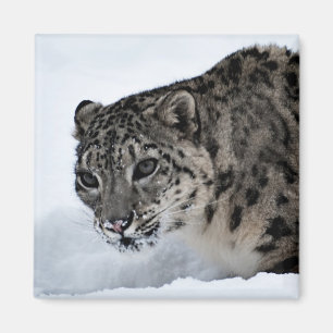 Imã Leopardo de neve