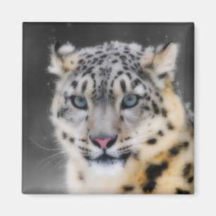 Imã Leopardo de neve