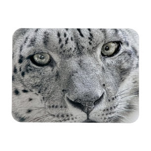 Ímã Leopardo de neve branco exótico