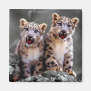 Imã Leopardo de neve Cubs