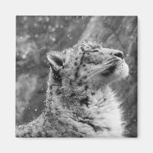 Leopardo de Neve Paciente