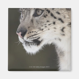 Imã Leopardo de neve (uncia de Uncia)