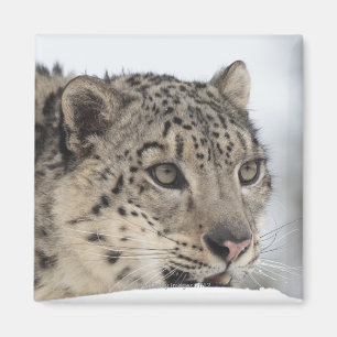 Imã Leopardo de neve (uncia de Uncia) 2