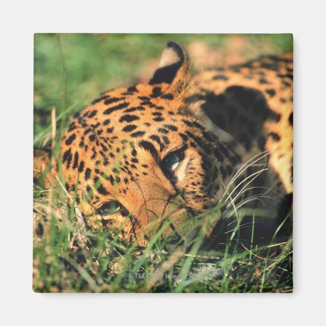 Imã Leopardo descansando na grama (Frente)